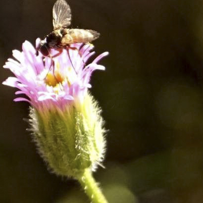 Insekt samlar pollen på en gråbinka